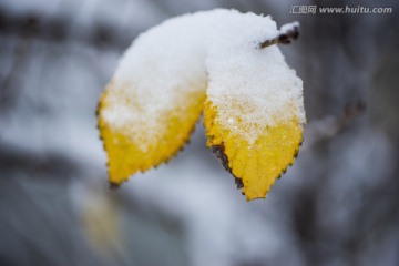 冰雪覆盖的黄叶