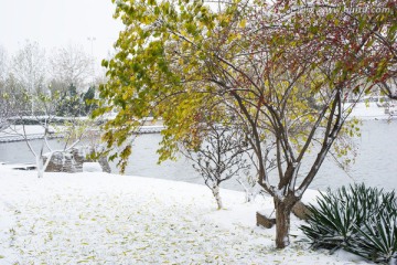 雪中园林 池塘 落叶满地