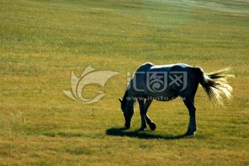 草原上一匹马