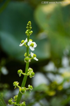 茨菇花