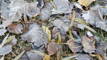 落叶上的冰霜