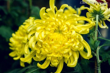 黄色菊花