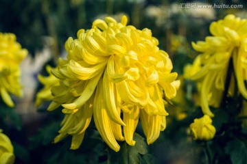 黄色菊花