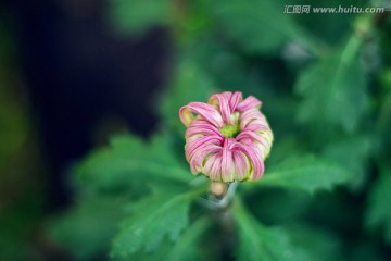 红色菊花苞
