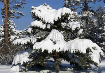 雪压松枝