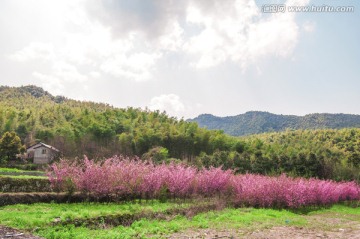 桃花盛开的地方