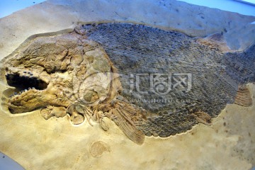 鱼化石 化石