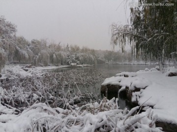 风雪中的残荷