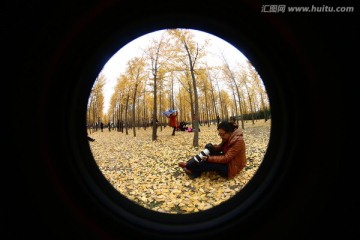 银杏林