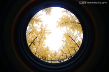银杏林