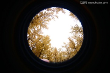 银杏林