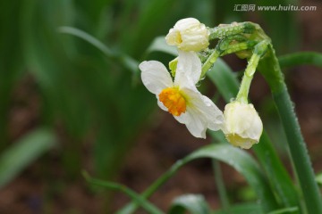 白色水仙花和水珠