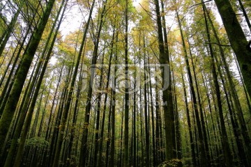 水杉树林