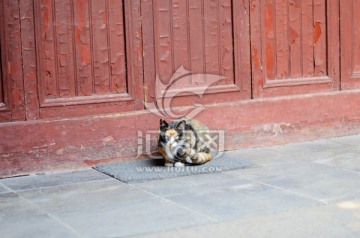 庙里的野猫