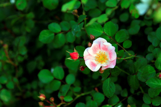 粉花