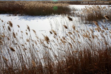湿地 芦苇 自然