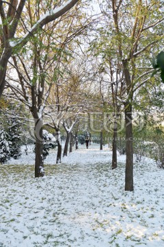 树林雪景