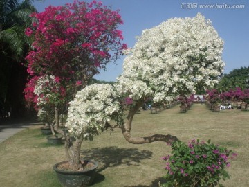 深圳 莲花山 公园 杜鹃花 节