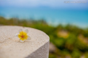 三亚鸡蛋花