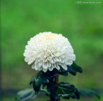 白色菊花
