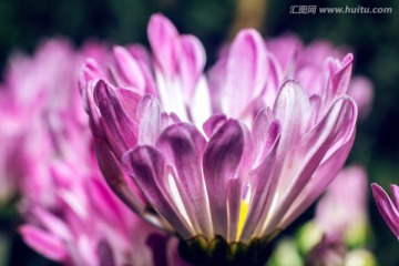 红色菊花特写