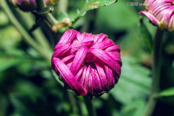 红色菊花