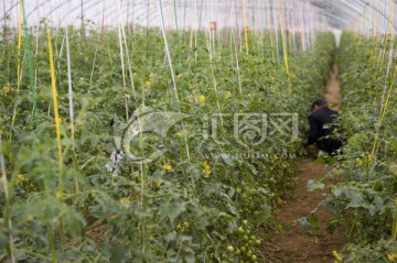 蔬菜种植