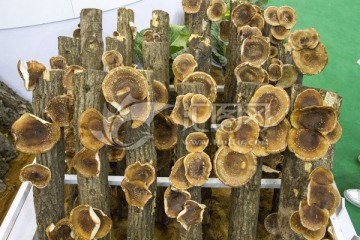 香菇蘑菇种植