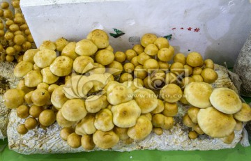 种植蘑菇