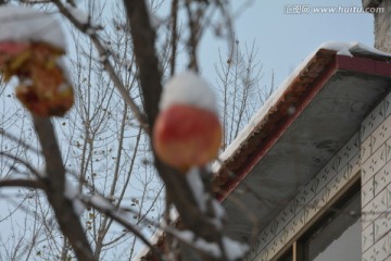 雪景 柿子