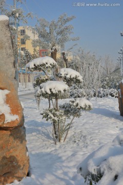 雪景