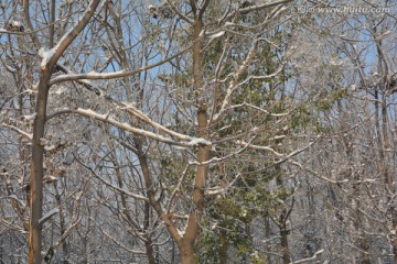 雪景