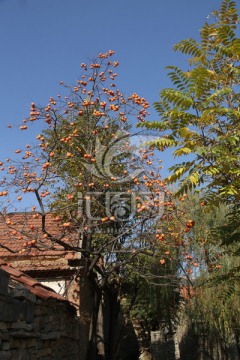 民房 柿子树