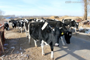 牛 奶牛 放牧