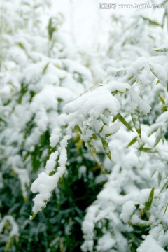 雪