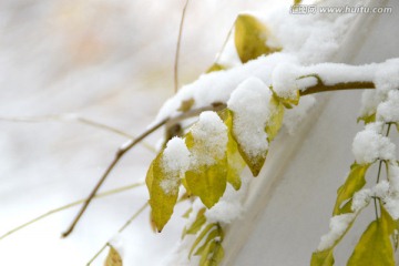 雪