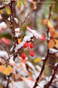 雪