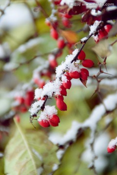 雪