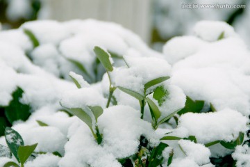 雪