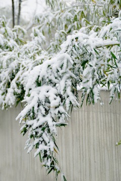 雪