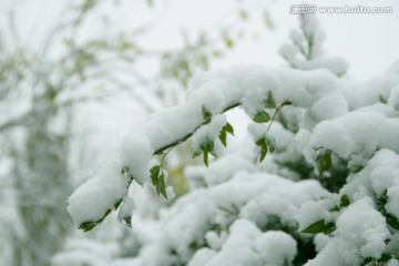 雪