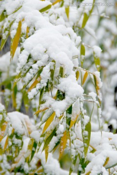 雪