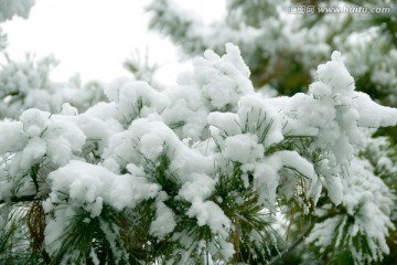 雪