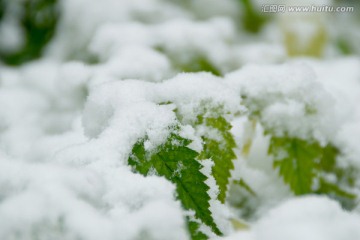 雪