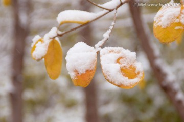 雪