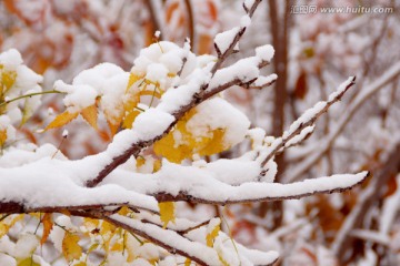 雪