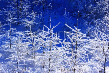 树枝冰花雪花