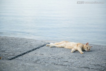 日本海边的卧猫