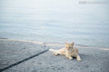 日本海边的猫