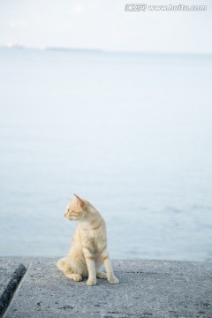 日本海边的回头猫